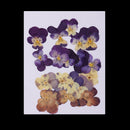 20 Pieces Real Pressed Press Dried Flower Violet Plant Specimen Filler For Nail Art Decor, Scrapbooking Card, Art Crafts, Epoxy Resin Jewelry Making