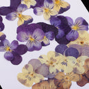20 Pieces Real Pressed Press Dried Flower Violet Plant Specimen Filler For Nail Art Decor, Scrapbooking Card, Art Crafts, Epoxy Resin Jewelry Making