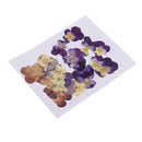 20 Pieces Real Pressed Press Dried Flower Violet Plant Specimen Filler For Nail Art Decor, Scrapbooking Card, Art Crafts, Epoxy Resin Jewelry Making