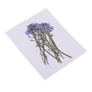 10 Pieces Real Pressed Press Dried Flower Forget me not Plant Specimen For Nail Art Decor, Scrapbooking Card, Art Crafts, Epoxy Resin Jewelry Making