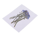 10 Pieces Real Pressed Press Dried Flower Forget me not Plant Specimen For Nail Art Decor, Scrapbooking Card, Art Crafts, Epoxy Resin Jewelry Making