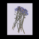 10 Pieces Real Pressed Press Dried Flower Forget me not Plant Specimen For Nail Art Decor, Scrapbooking Card, Art Crafts, Epoxy Resin Jewelry Making