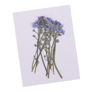 10 Pieces Real Pressed Press Dried Flower Forget me not Plant Specimen For Nail Art Decor, Scrapbooking Card, Art Crafts, Epoxy Resin Jewelry Making