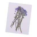 10 Pieces Real Pressed Press Dried Flower Forget me not Plant Specimen For Nail Art Decor, Scrapbooking Card, Art Crafts, Epoxy Resin Jewelry Making