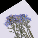 10 Pieces Real Pressed Press Dried Flower Forget me not Plant Specimen For Nail Art Decor, Scrapbooking Card, Art Crafts, Epoxy Resin Jewelry Making