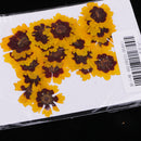 20 Pieces Real Pressed Press Dried Flower Natural Plant Specimen For Nail Art Decoration, Scrapbooking Card, DIY Art Craft, Epoxy Resin Jewelry Making