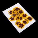 20 Pieces Real Pressed Press Dried Flower Natural Plant Specimen For Nail Art Decoration, Scrapbooking Card, DIY Art Craft, Epoxy Resin Jewelry Making