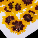 20 Pieces Real Pressed Press Dried Flower Natural Plant Specimen For Nail Art Decoration, Scrapbooking Card, DIY Art Craft, Epoxy Resin Jewelry Making