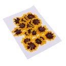 20 Pieces Real Pressed Press Dried Flower Natural Plant Specimen For Nail Art Decoration, Scrapbooking Card, DIY Art Craft, Epoxy Resin Jewelry Making