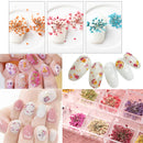 10 Pieces Real Pressed Dried Flowers Leaves Natural Daffodil 3 - 6 cm / 1.18 - 2.36 inch for Making Greeting Card and Craft Phone Case DIY Floral Decorations