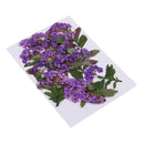10 Pieces Real Pressed Dried Flowers Leaves Natural Daffodil 3 - 6 cm / 1.18 - 2.36 inch for Making Greeting Card and Craft Phone Case DIY Floral Decorations