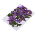 10 Pieces Real Pressed Dried Flowers Leaves Natural Daffodil 3 - 6 cm / 1.18 - 2.36 inch for Making Greeting Card and Craft Phone Case DIY Floral Decorations