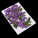 10 Pieces Real Pressed Dried Flowers Leaves Natural Daffodil 3 - 6 cm / 1.18 - 2.36 inch for Making Greeting Card and Craft Phone Case DIY Floral Decorations