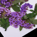 10 Pieces Real Pressed Dried Flowers Leaves Natural Daffodil 3 - 6 cm / 1.18 - 2.36 inch for Making Greeting Card and Craft Phone Case DIY Floral Decorations