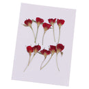 10 Pieces Natural Real Dried Flower Half Cut Rose Flower for DIY Card Making Decoration Jewelry Making Craft