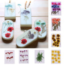 10 Pieces Natural Real Dried Flower Half Cut Rose Flower for DIY Card Making Decoration Jewelry Making Craft
