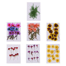 10 Pieces Natural Real Dried Flower Half Cut Rose Flower for DIY Card Making Decoration Jewelry Making Craft