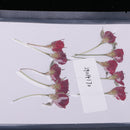10 Pieces Natural Real Dried Flower Half Cut Rose Flower for DIY Card Making Decoration Jewelry Making Craft