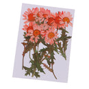 12x Natural Dried Pressed Flowers For DIY Scrapbooking Crafts Chrysanthemums