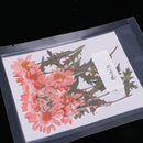 12x Natural Dried Pressed Flowers For DIY Scrapbooking Crafts Chrysanthemums