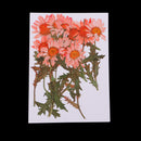 12x Natural Dried Pressed Flowers For DIY Scrapbooking Crafts Chrysanthemums
