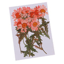 12x Natural Dried Pressed Flowers For DIY Scrapbooking Crafts Chrysanthemums
