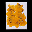 12 Pieces Natural Pressed Dried Semen Flowers Photo Frame Phone Case Decor