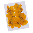12 Pieces Natural Pressed Dried Semen Flowers Photo Frame Phone Case Decor