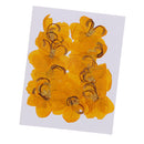12 Pieces Natural Pressed Dried Semen Flowers Photo Frame Phone Case Decor