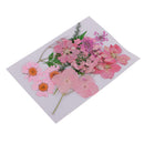 Multiple Beautiful Real Pressed Flower Dried Flowers for Arts Crafts Scrapbooking Resin Jewelry Craft Making Crystal Epoxy Phone Case DIY