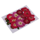 Multiple Beautiful Real Pressed Flower Dried Flowers Rose Flowers for Art Craft Scrapbooking Resin Jewelry Craft Making Phone Case DIY