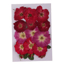 Multiple Beautiful Real Pressed Flower Dried Flowers Rose Flowers for Art Craft Scrapbooking Resin Jewelry Craft Making Phone Case DIY