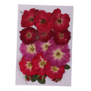 Multiple Beautiful Real Pressed Flower Dried Flowers Rose Flowers for Art Craft Scrapbooking Resin Jewelry Craft Making Phone Case DIY