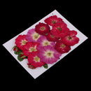 Multiple Beautiful Real Pressed Flower Dried Flowers Rose Flowers for Art Craft Scrapbooking Resin Jewelry Craft Making Phone Case DIY