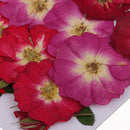 Multiple Beautiful Real Pressed Flower Dried Flowers Rose Flowers for Art Craft Scrapbooking Resin Jewelry Craft Making Phone Case DIY