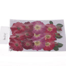 Multiple Beautiful Real Pressed Flower Dried Flowers Rose Flowers for Art Craft Scrapbooking Resin Jewelry Craft Making Phone Case DIY