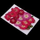 Multiple Beautiful Real Pressed Flower Dried Flowers Rose Flowers for Art Craft Scrapbooking Resin Jewelry Craft Making Phone Case DIY