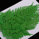 12 Pieces 11.5-13cm Long Real Pressed Leaves Dried Flower Embellishments for Card making Scrapbooking Art Crafts DIY Handmade Gifts Floral Decorations