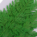 12 Pieces 11.5-13cm Long Real Pressed Leaves Dried Flower Embellishments for Card making Scrapbooking Art Crafts DIY Handmade Gifts Floral Decorations