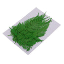 12 Pieces 11.5-13cm Long Real Pressed Leaves Dried Flower Embellishments for Card making Scrapbooking Art Crafts DIY Handmade Gifts Floral Decorations