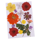 Multiple Beautiful Real Pressed Flower Natural Dried Flowers for Arts Crafts Scrapbooking Resin Jewelry Craft Making Phone Case DIY Materials