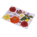 Multiple Beautiful Real Pressed Flower Natural Dried Flowers for Arts Crafts Scrapbooking Resin Jewelry Craft Making Phone Case DIY Materials