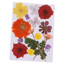 Multiple Beautiful Real Pressed Flower Natural Dried Flowers for Arts Crafts Scrapbooking Resin Jewelry Craft Making Phone Case DIY Materials