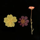 Multiple Beautiful Real Pressed Flower Natural Dried Flowers for Arts Crafts Scrapbooking Resin Jewelry Craft Making Phone Case DIY Materials