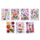 Multiple Beautiful Real Pressed Flower Natural Dried Flowers for Arts Crafts Scrapbooking Resin Jewelry Craft Making Phone Case DIY Materials