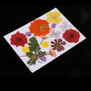 Multiple Beautiful Real Pressed Flower Natural Dried Flowers for Arts Crafts Scrapbooking Resin Jewelry Craft Making Phone Case DIY Materials