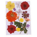 Multiple Beautiful Real Pressed Flower Natural Dried Flowers for Arts Crafts Scrapbooking Resin Jewelry Craft Making Phone Case DIY Materials