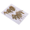 12 Pcs Natural Dried Pressed Flowers Delphinium For DIY Scrapbooking Crafts