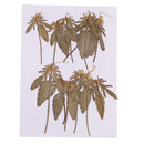 12 Pcs Natural Dried Pressed Flowers Delphinium For DIY Scrapbooking Crafts