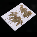 12 Pcs Natural Dried Pressed Flowers Delphinium For DIY Scrapbooking Crafts